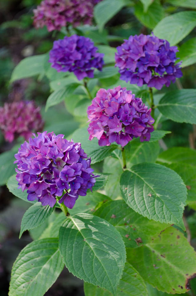 Hydrangeas – Vasterival